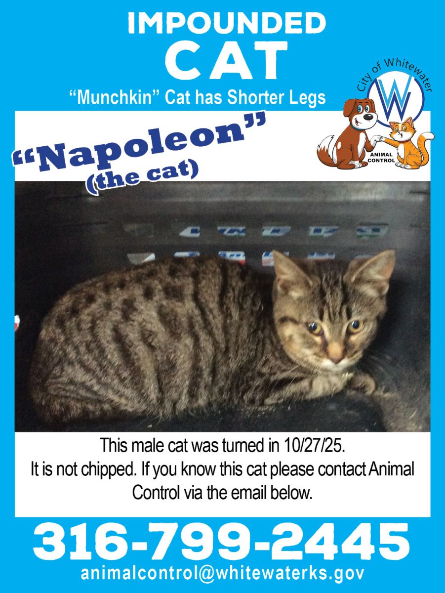 a male cat with shorter legs, brown stripped